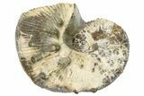 Cretaceous Ammonite (Hoploscaphities) Fossil - South Dakota #262632-1